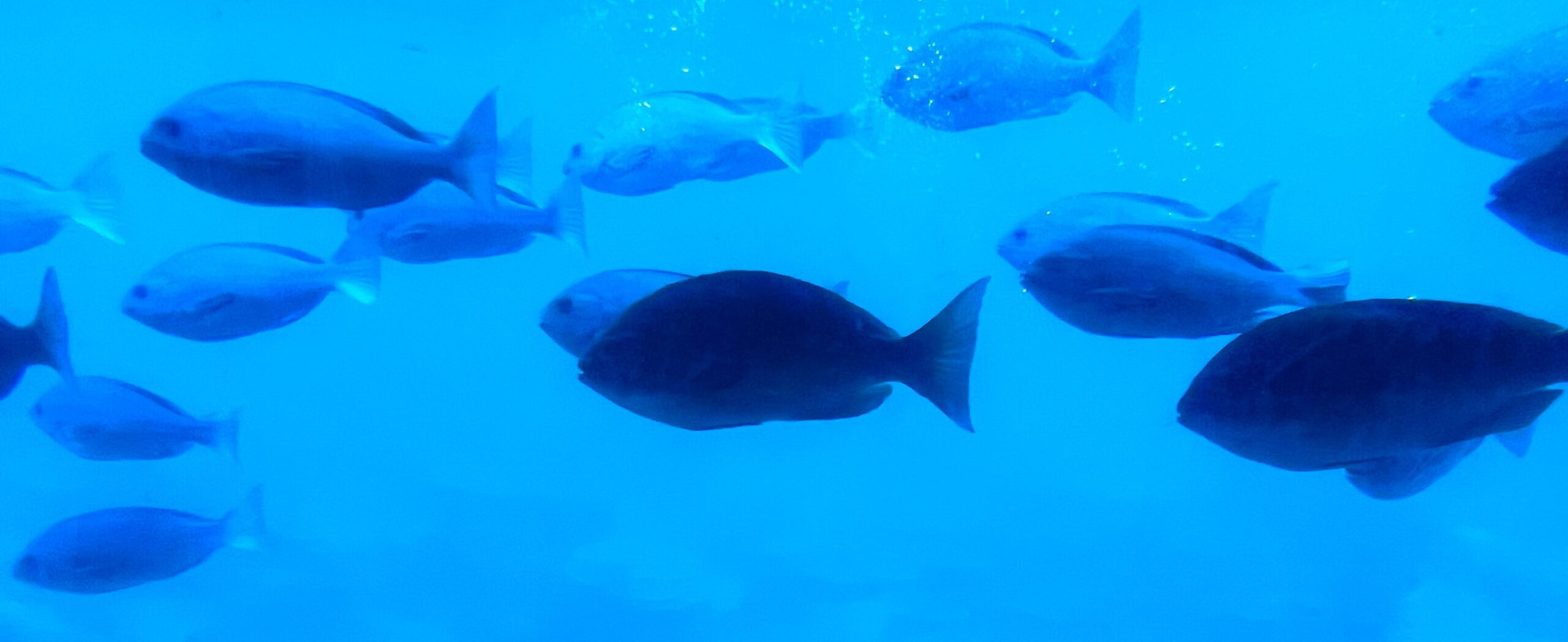 サブマリン号展望室